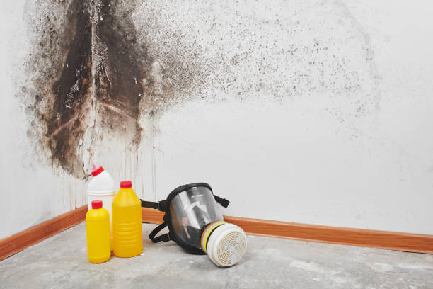 Best Emergency Mold Removal  in San Gabriel, CA