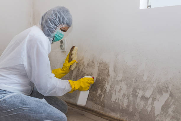 Best Mold Damage Repair  in San Gabriel, CA