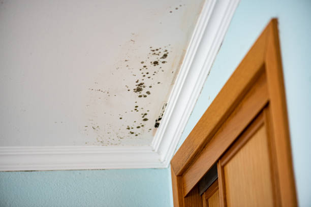 Professional Mold Removal in San Gabriel, CA