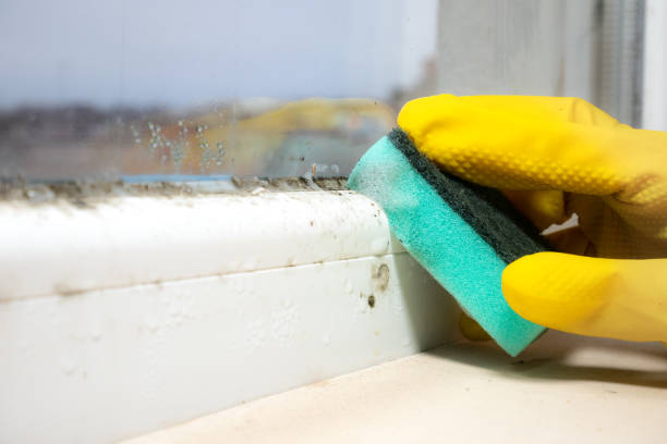 Best Black Mold Removal  in San Gabriel, CA