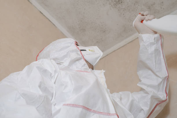 Mold Removal Process in San Gabriel, CA