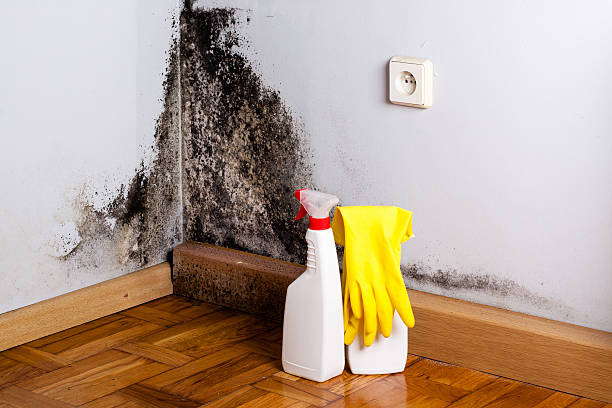 Best Mold Damage Repair  in San Gabriel, CA