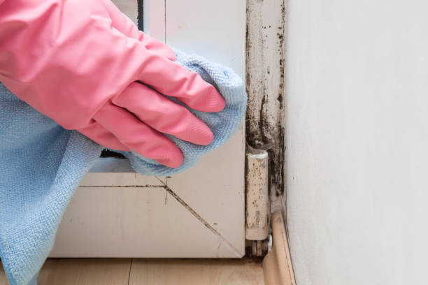 Best Mold Testing  in San Gabriel, CA