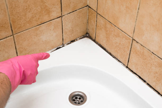 Best Certified Mold Removal  in San Gabriel, CA